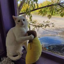 KALIN, Katze, Hauskatze in Bulgarien