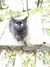 URSULA, Katze, Europäische Langhaarkatze in Worms