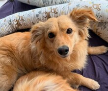 MARCO, Hund, Mischlingshund in Erding