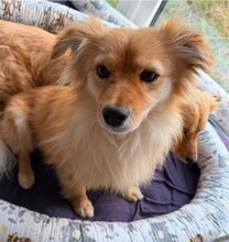 POLO, Hund, Mischlingshund in Erding