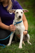 NOKKA, Hund, Mischlingshund in Bad Wünnenberg