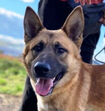 OREIAS, Hund, Mischlingshund in Slowakische Republik