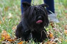 PRESTON, Hund, Mischlingshund in Worms