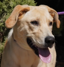 TAVA, Hund, Mischlingshund in Wolfratshausen