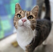 MINKA, Katze, Hauskatze in Rumänien