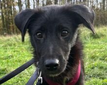 CHICO, Hund, Mischlingshund in Köln