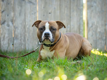 GOETHE, Hund, American Staffordshire Terrier-Mix in Hamburg