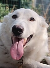 ZURIA, Hund, Maremmano Abruzzese-Mix in Italien