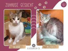 HENNA, Katze, Europäisch Kurzhaar in Bulgarien