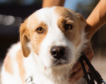 CHARLIE, Hund, Mischlingshund in Kroatien