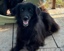 HENNI, Hund, Mischlingshund in Kroatien