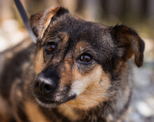 KENAI, Hund, Mischlingshund in Kroatien