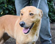 BRONWEN, Hund, Mischlingshund in Italien