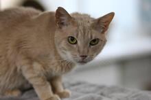 KSYUSHA, Katze, Europäisch Kurzhaar in Ukraine