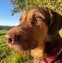 KUMAR, Hund, Mischlingshund in Nordkirchen