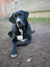 TAYLOR, Hund, Mischlingshund in Jettingen