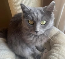 BAGHIRA, Katze, Hauskatze in Siegburg