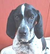 MAX12, Hund, Beagle-Mix in Storkow