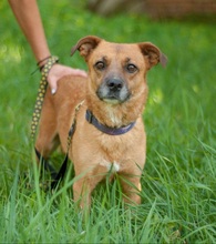 DOLLY, Hund, Mischlingshund in Ukraine