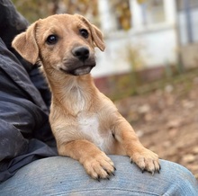 PAUL, Hund, Mischlingshund in Rumänien