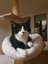 DANTE, Katze, Hauskatze in Kirchheim