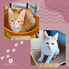 PÖMMI, Katze, Europäisch Kurzhaar in Bulgarien