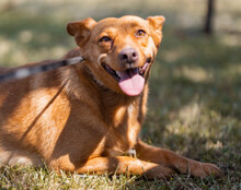 SIMBA, Hund, Mischlingshund in Kroatien