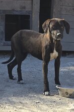 ROSI, Hund, Bracke-Mix in Kroatien