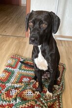 ROSI, Hund, Deutsche Bracke-Mix in Bebra