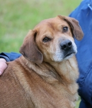 HOUDINI, Hund, Mischlingshund in Italien