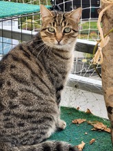 FLIA, Katze, Europäisch Kurzhaar in Germering