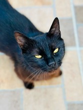 NIA, Katze, Europäisch Kurzhaar in Germering