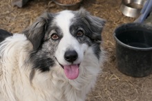 BELLA, Hund, Mischlingshund in Belgien