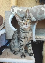 BANDIT, Katze, Hauskatze in Alsbach-Hähnlein