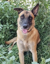 JOHNY, Hund, Mischlingshund in Rumänien