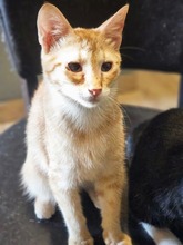 CINNAMONE, Katze, Hauskatze in Alsbach-Hähnlein