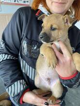 STEVE, Hund, Mischlingshund in Warmsen