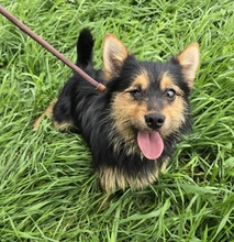 CORNELIUS, Hund, Terrier-Mix in Ungarn