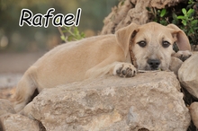 RAFAEL, Hund, Mischlingshund in Essingen