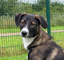 ELLI, Hund, Mischlingshund in Elmshorn