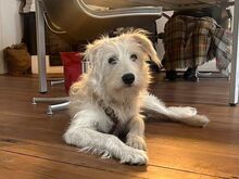 SNOOPY, Hund, Kuvasz-Mix in Hamburg