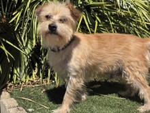 MANOLITO1, Hund, Mischlingshund in Spanien