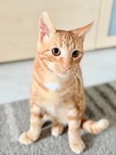 HITCH, Katze, Europäisch Kurzhaar in Hirschberg