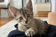 BERRY, Katze, Europäisch Kurzhaar in Lauf