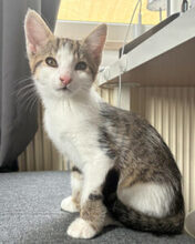 BLUSH, Katze, Europäisch Kurzhaar in Lauf