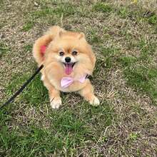 TIANA, Hund, Pomeranian in Bulgarien