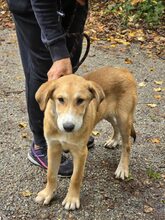 ALEXA, Hund, Mischlingshund in Bulgarien