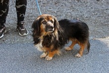 PANNI6, Hund, Dackel-Mix in Ungarn