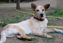 SEPPEL, Hund, Mischlingshund in Bruchhausen-Vilsen