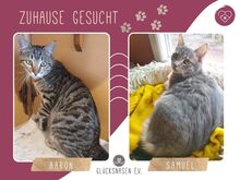 AARON, Katze, Europäisch Kurzhaar in Bulgarien